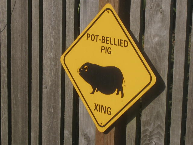 Pot-bellied Pig Crossing