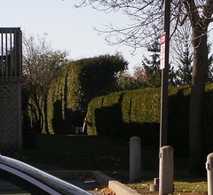 the hedge trimming job
