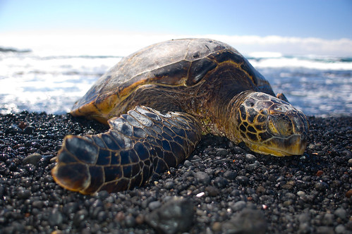 Sunbathing Sea Turtle, Punalu'u Black Sand Beach Park