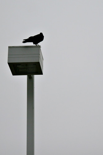 Day 46...2008 .headless crow.