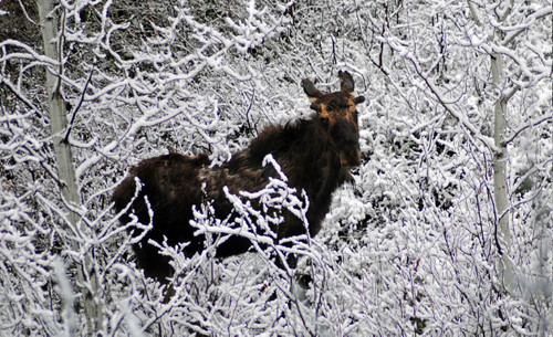 Snowy Moose