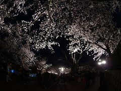 6126さん撮影の夜桜（王子動物園）a