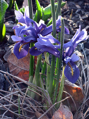 miniature iris in spring