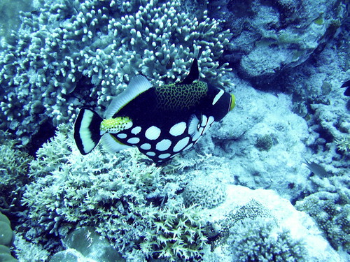 Trigger Fish Palau
