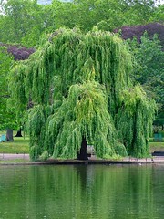 Like willow I will be the willow on your bedside.