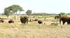 14 pa3- mastodons and bisons