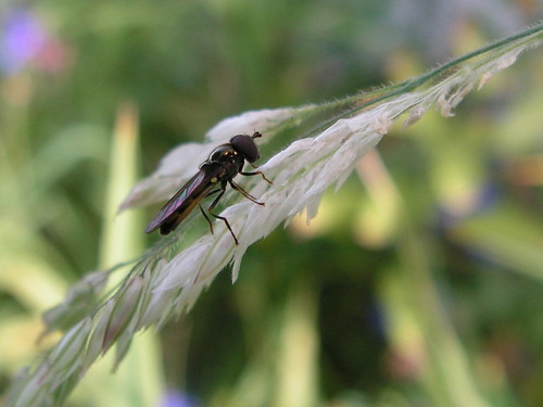 hoverfly1