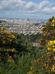 San Francisco skyline and flowers