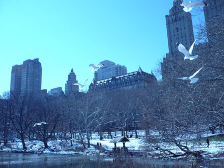 Central Park Gulls