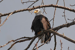 This eagle's in the Arboretum, but maybe one will visit the Hill. Photo by Steve Voght.