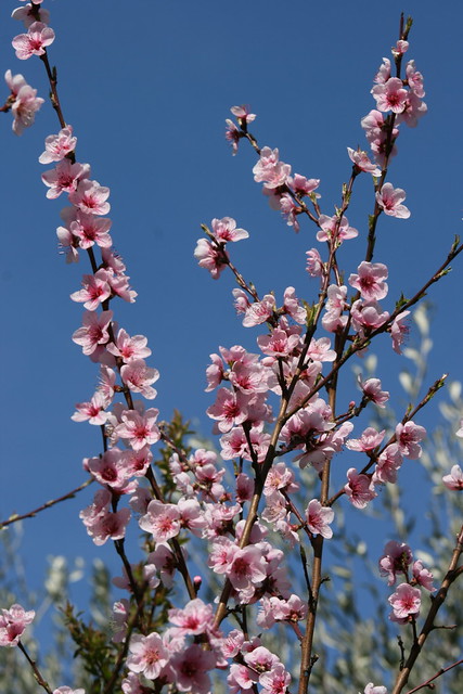 Sakura in the blue sky