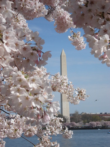 DC Cherry Blossoms 067