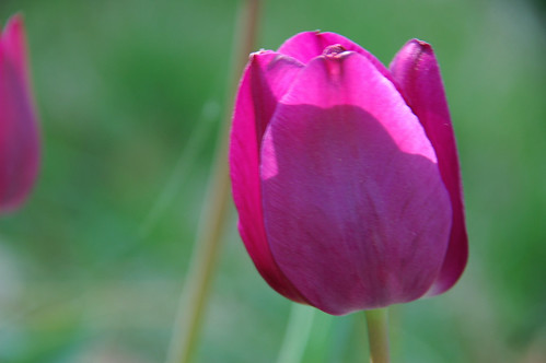 Tulip backlit