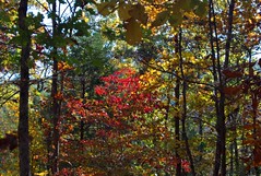 Quest for Fall Color (Part II)