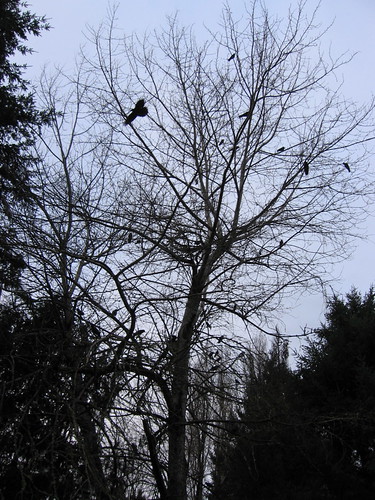 crows_12-6-07