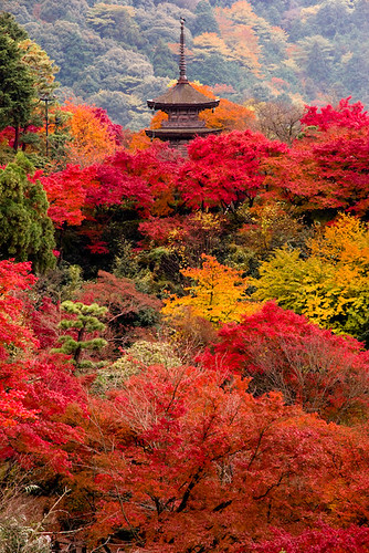 The autumn of Kyoto by takay.