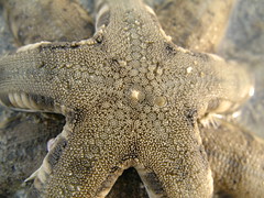 Closeup of Seastar