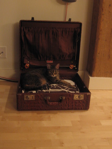 My kitty in a vintage suitcase bed