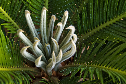 Cycad pushing up new leaves