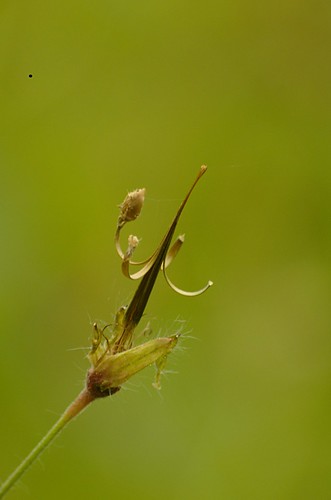 Geranium phaeum - Donkere ooievaarsbek (zaad ten dele weggeslingerd)