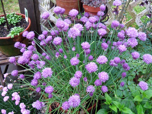 Pot of Chives in flower