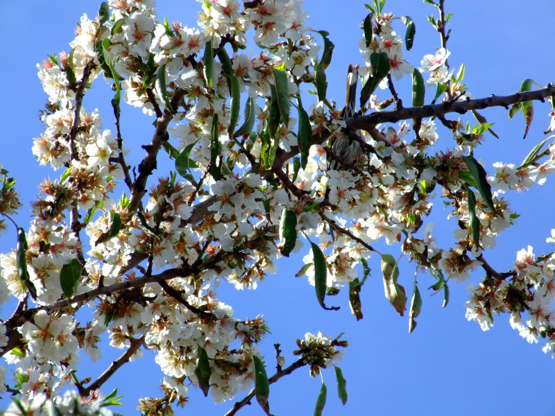 almond blossom 02