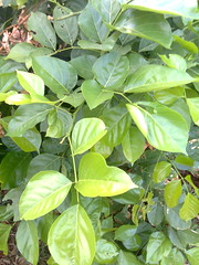 Ganuga-Kanuga-Leaves