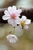 秋口の桜花
