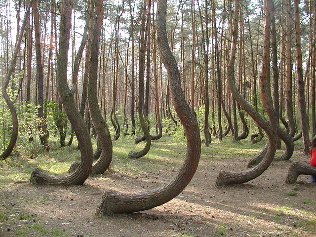Crooked Forest, Gryfino - Poland