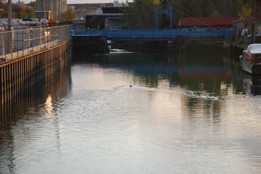 Canal with Swan