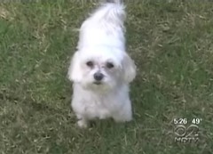 Het steenrijke hondje Trouble - screenshot van wcbstv.com