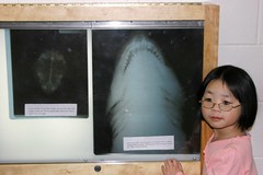 Olivia by a Shark and Turtle X-Ray