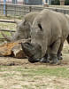 Rhinos  - Tulsa Zoo