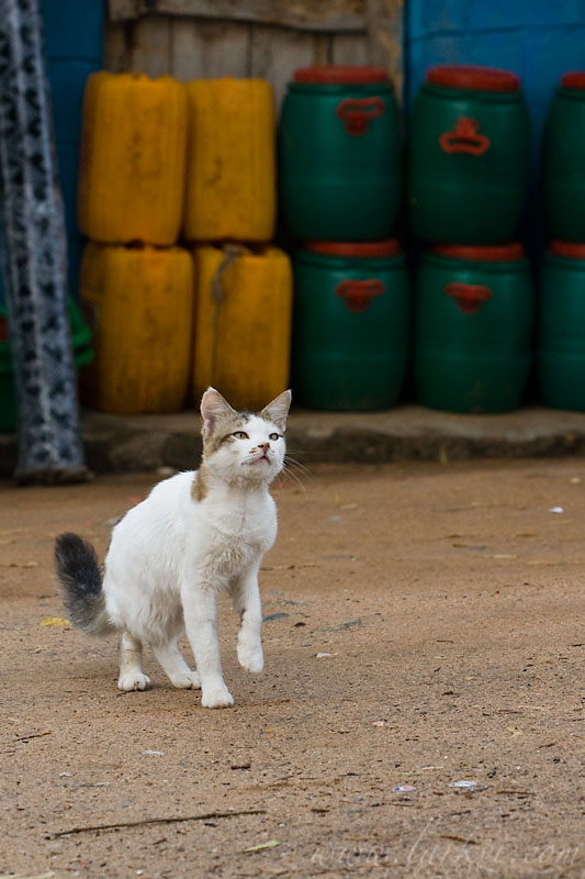 Shop Cat, Southern Ethiopia, November 2007
