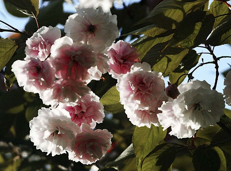 High Park Blossoms