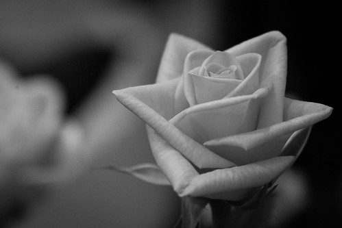black and white photography roses. Rose In Black And White