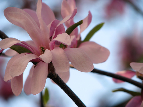 magnolia {almost s.o.o.c.}