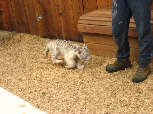 I petted the white bengal tiger cub