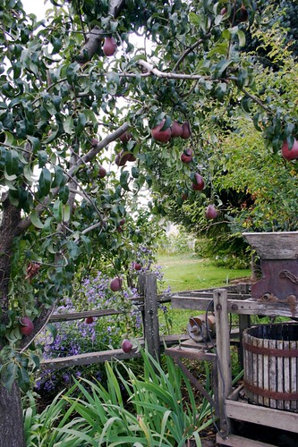 Pears on a farm
