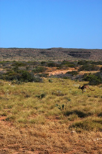 kangaroo in action