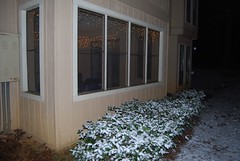 Snow on bushes