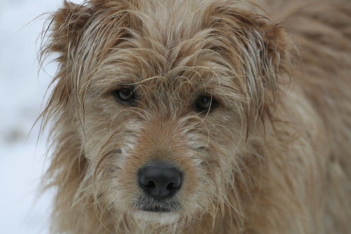  terrier. we were recently informed he is not. he seems to be a cairn mix