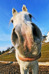 Big nose horse