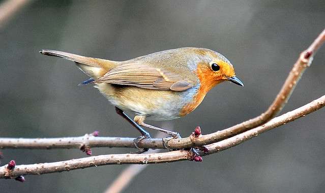 Robin Whisby NR