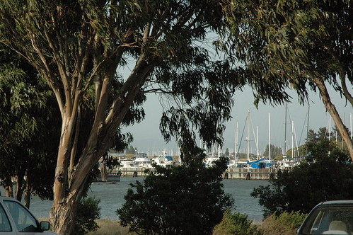 eucalyptus trees and boats