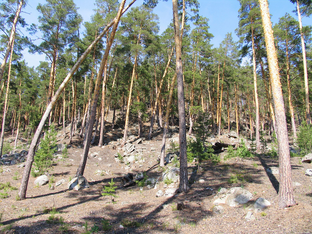 : Racheyka - Forest - (2008-05-12)