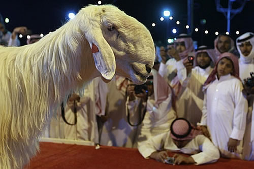 Mazayen al-Maaz - выставка красоты среди коз.