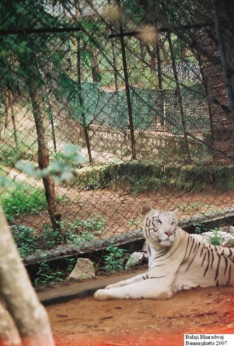 deformed white tiger pictures. Save White Tiger