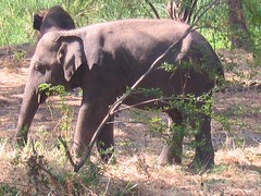 Baby elephant camp 2