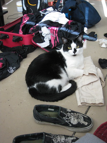 Snips doesn't mind the mess.